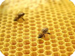 Кормление пчел